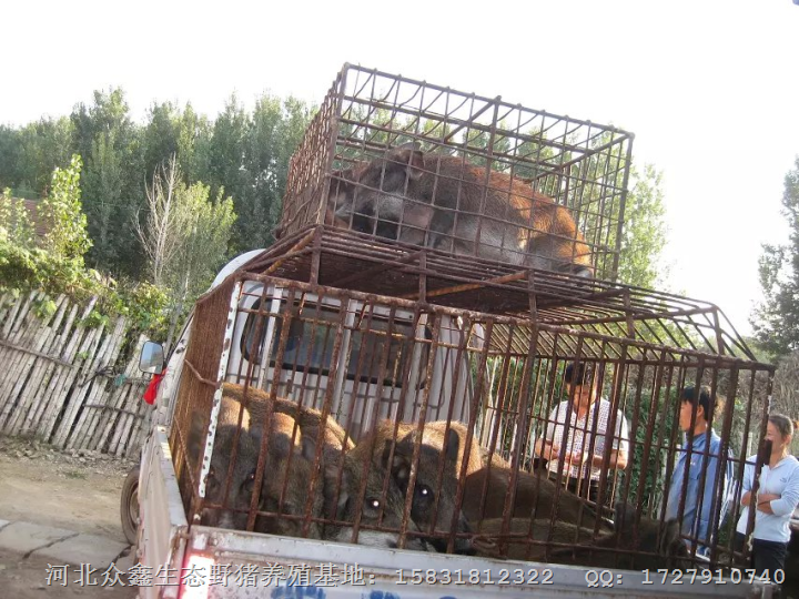 河北纯种野猪价格|石家庄野猪养殖基地 
