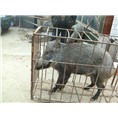 2014年中秋节野猪肉**价格   特种野猪肉热销中 