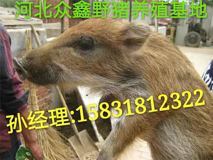 野猪养殖成本与利润  野猪仔价格多少钱一只 