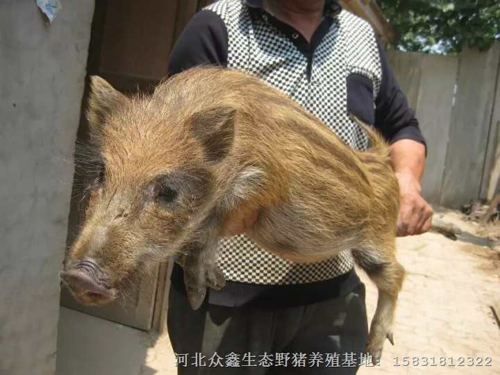 保定野猪肉邢台野猪养殖场邯郸野猪苗价格 