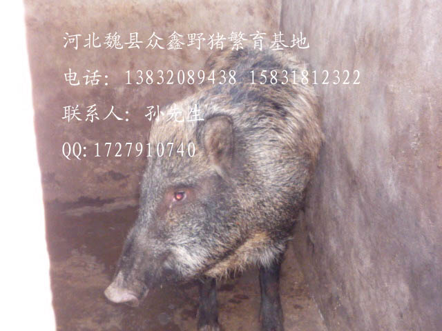河北野猪价格-河北特种野猪养殖R-04