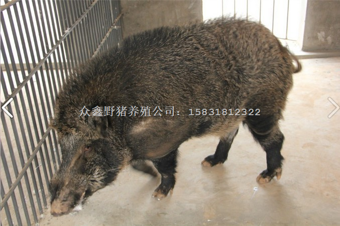 野猪肉-批发野猪肉-野猪肉春节**礼品 