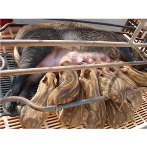 宁夏野猪肉价格新疆野猪衡水野猪养殖厂 
