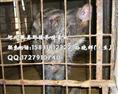 河北石家庄野猪 邯郸大型野猪养殖基地 秦皇岛野猪