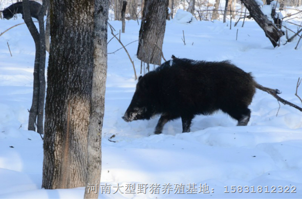 魏县野猪价格 河南野猪苗 河南大型野猪繁育基地 