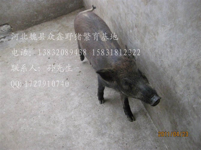 河北特种野猪养殖厂-魏县特种养殖野猪报价-85