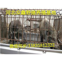 邯郸市野猪养殖基地  出售各种大小野猪 
