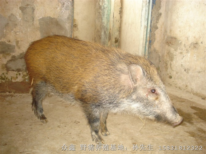 山西野猪养殖 太原野猪肉 大同野猪养殖基地 