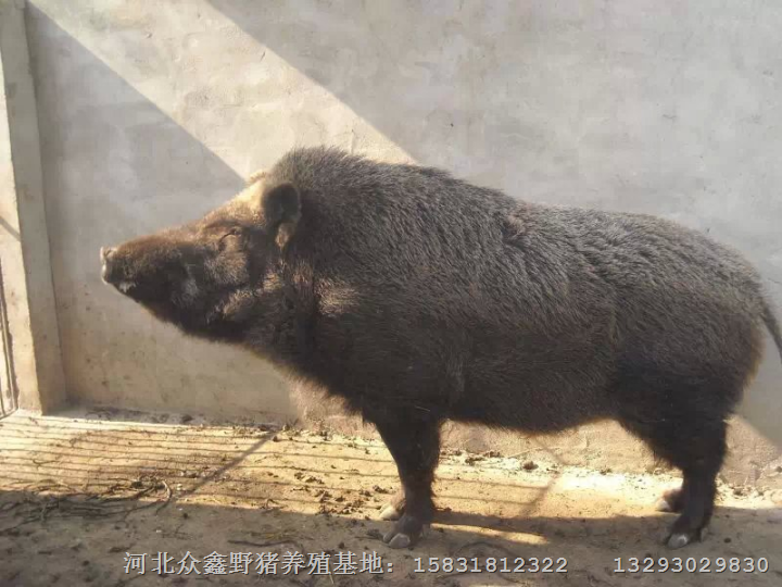 野猪肉的做法 山西陕西野猪肉价格见涨 