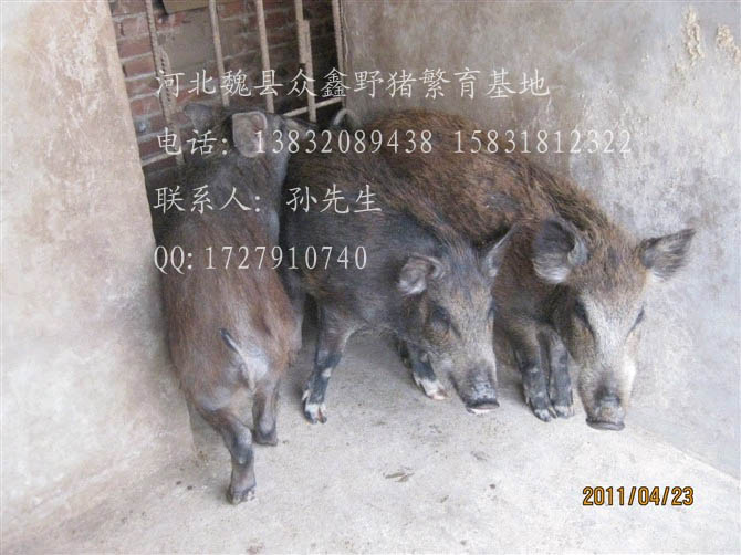 河北特种野猪养殖厂-魏县特种养殖野猪报价-91