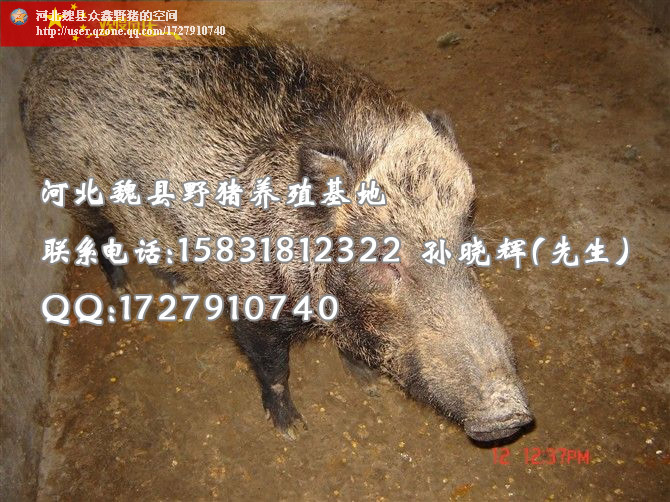 特种野猪养殖 野猪肉价格 河北野猪养殖厂家