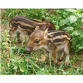 江苏野猪肉好吃-徐州野猪养殖-扬州野猪肉价格 
