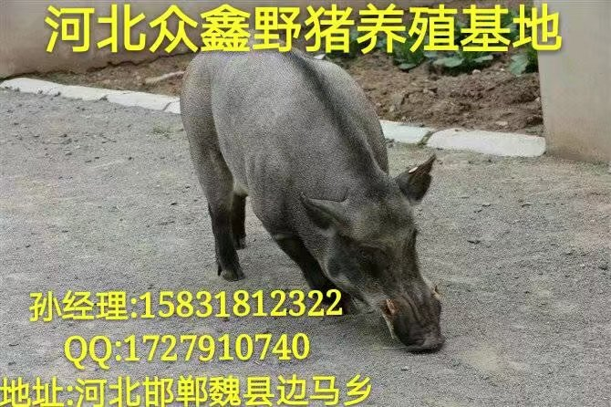 邢台野猪养殖 邢台特种野猪养殖繁育基地 