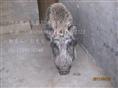 河北特种野猪养殖厂-魏县特种养殖野猪报价-93
