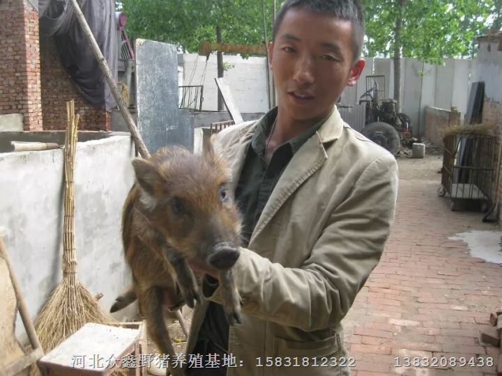 中国野猪养殖市场前景好！河北野猪肉价格 