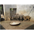 河北野猪养殖|种猪培育、小猪销售 