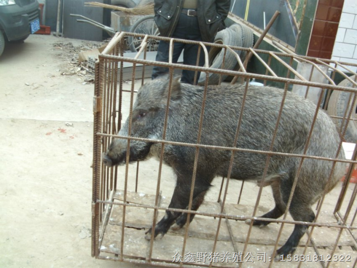 2014年中秋节野猪肉**价格   特种野猪肉热销中 