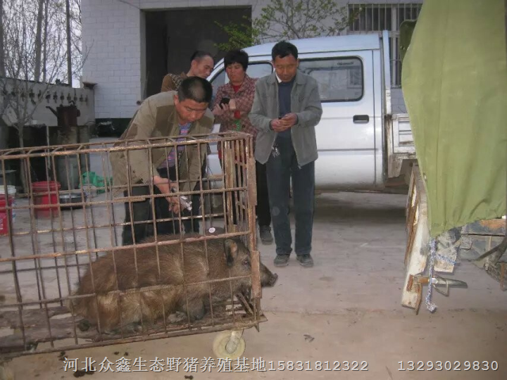 北京野猪种猪繁育中心提供野猪养殖技术 