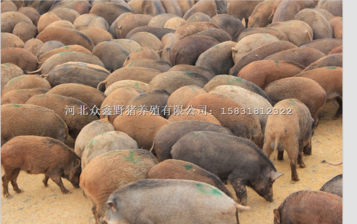 特种野猪 特种野猪肉 野猪肉价格比家猪肉高！ 