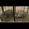 河南野猪苗销售 郑州小野猪养殖基地 