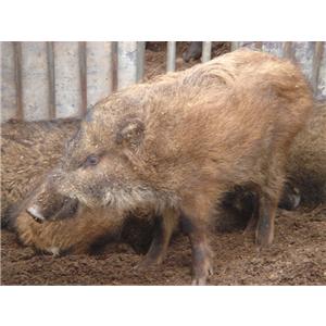 山东野猪、特种野猪 纯种野猪 