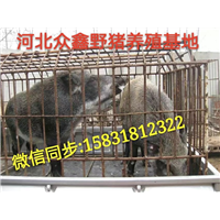 重庆哪里有野猪养殖场？  就在纯种野猪养殖基地 