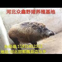河南野猪养殖 郑州纯种野猪养殖合作社 