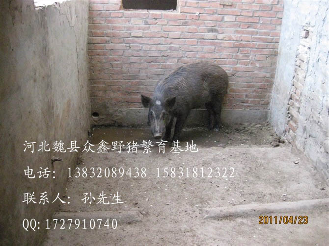 河北特种野猪价格-河北豪猪价格查询-60