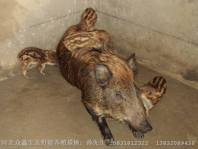 河南周口野猪养殖 开封野猪养殖 郑州特种野猪养殖场 