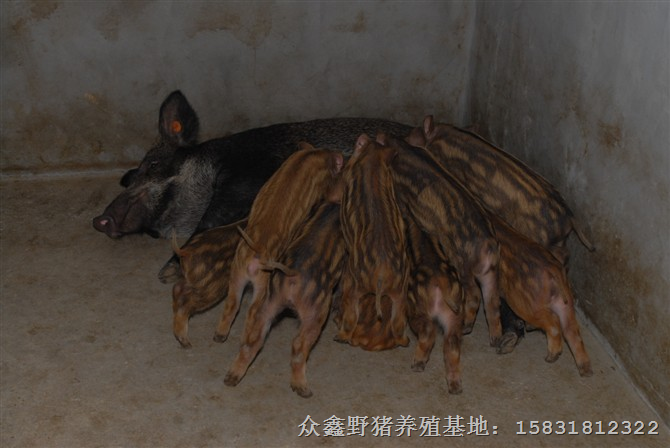 纯种野猪 纯种野猪崽儿  纯种野猪肉价格 