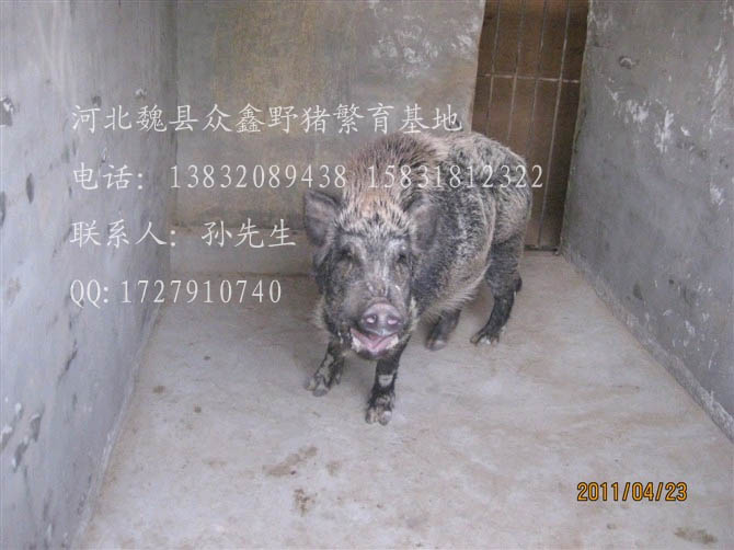 河北特种野猪养殖厂-魏县特种养殖野猪报价-96