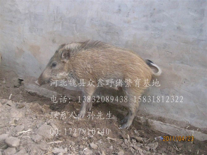 河北特种野猪养殖厂-魏县特种养殖野猪报价-103