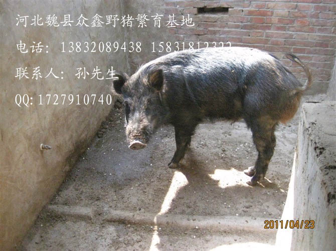 河北特种野猪价格-河北豪猪价格查询-58