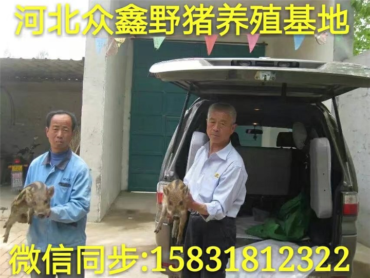 小型野猪养殖场设计图  野猪种猪价格多少钱一头 