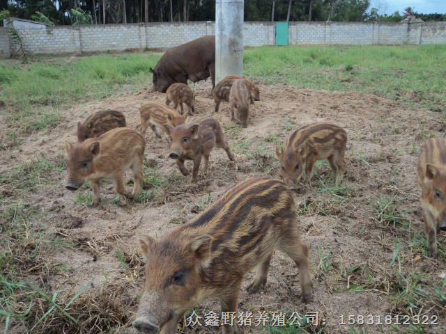 山东聊城野猪肉@济南野猪苗价格@德州野猪养殖基地 