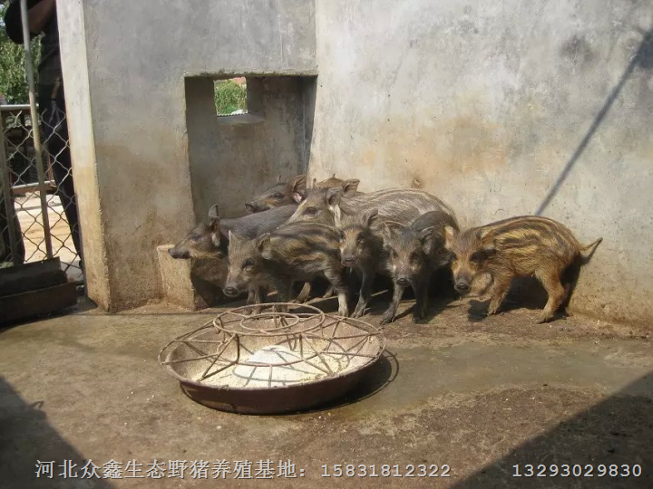 河北野猪养殖|种猪培育、小猪销售 