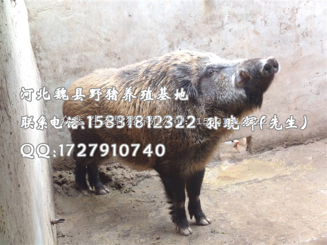 山东东营野猪养殖-枣庄野猪肉价格-淄博野猪养殖基地 