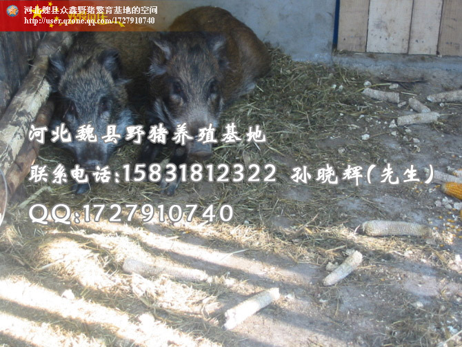 河北石家庄野猪 邯郸大型野猪养殖基地 秦皇岛野猪