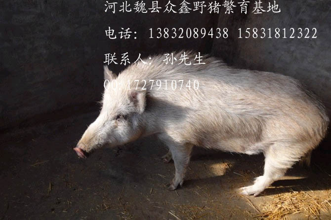 魏县野猪养殖基地【图】魏县野猪价格Z-4