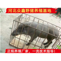 云南野猪苗多少钱一只、正规野猪养殖基地 