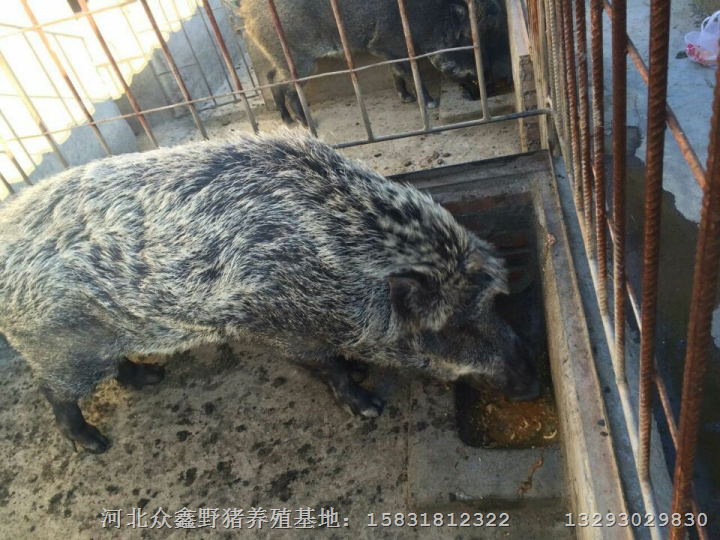 山东野猪养殖 济南纯种野猪养殖基地 
