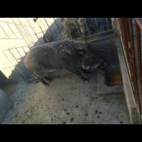 邢台野猪肉价格 邢台特种野猪养殖基地 