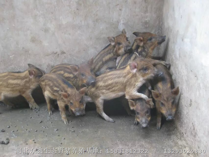 中国的野猪养殖行业现在怎样？野猪肉销售 