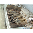 湖南野猪养殖场 贵州野猪肉价格 四川野猪养殖基地 