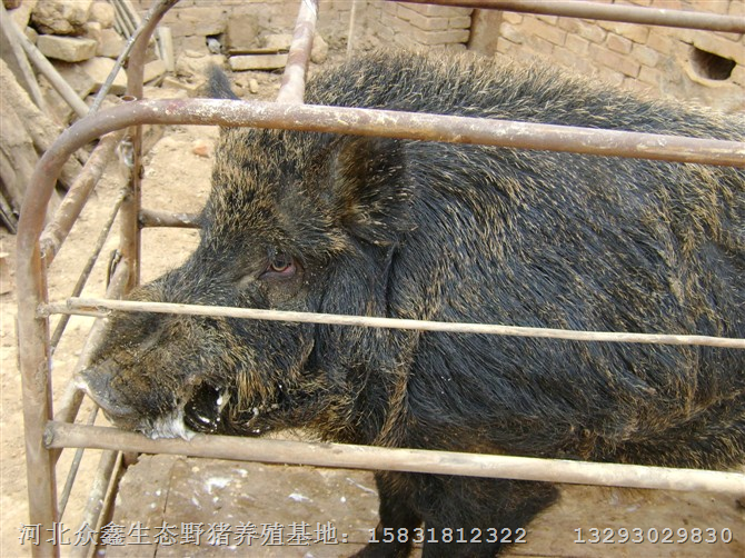 邯郸野猪肉营养高 天然无污染 绿色健康 