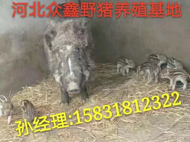 野猪养殖场设计图  特种野猪苗价格多少钱一头 