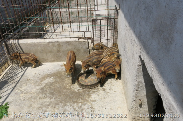 陕西森林野猪养殖基地 种猪 仔猪 小野猪 