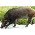 陕西野猪养殖 陕西野猪肉 山西野猪养殖场 