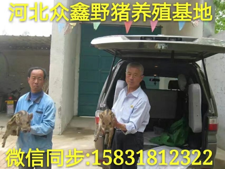 野猪苗价格 邯郸大型野猪养殖基地 