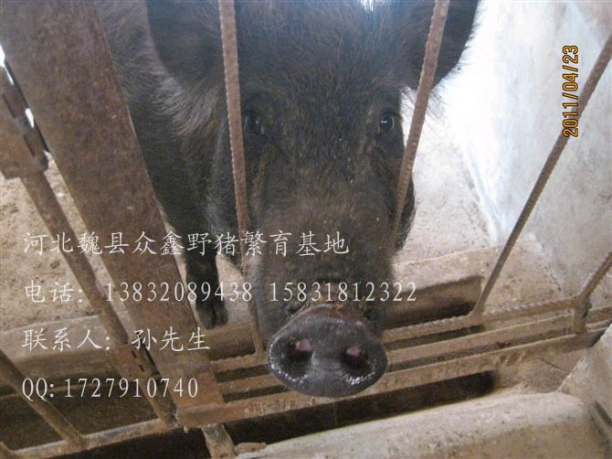 河北特种野猪价格-河北豪猪价格查询-59